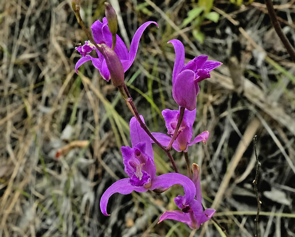 Bletia purpurea beautiful