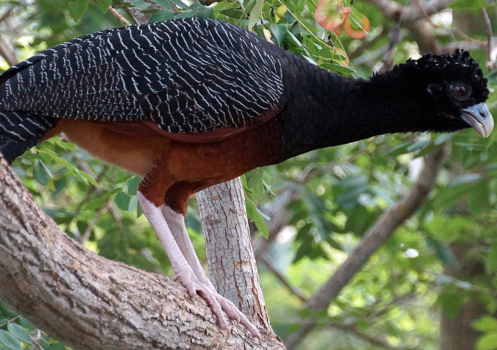 A black and white Crax alberti with a rufous belly on a tree branch