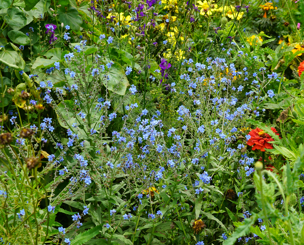Blue with purple Cynoglossum amabile flowers