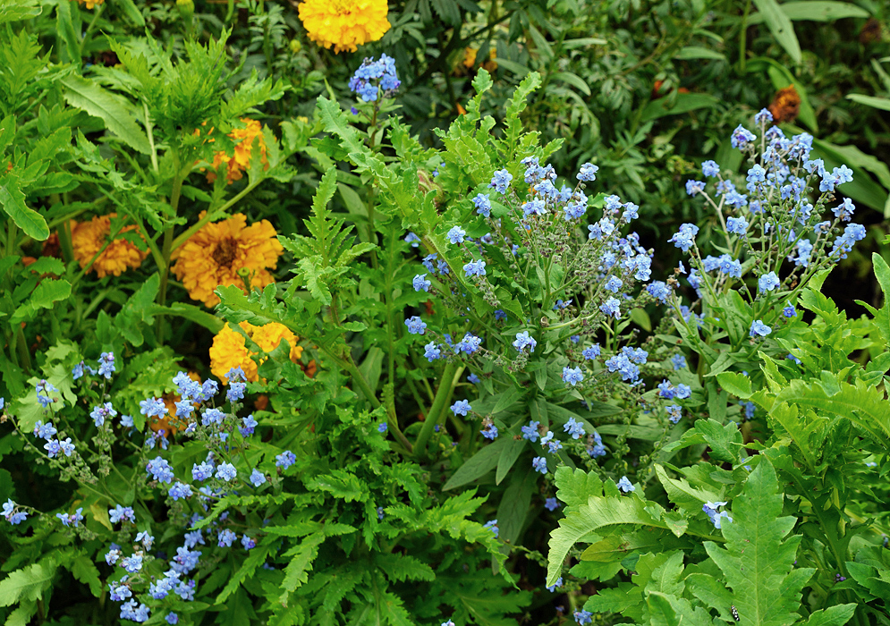 Spikes of blue Cynoglossum amabile flower above green vegetation 