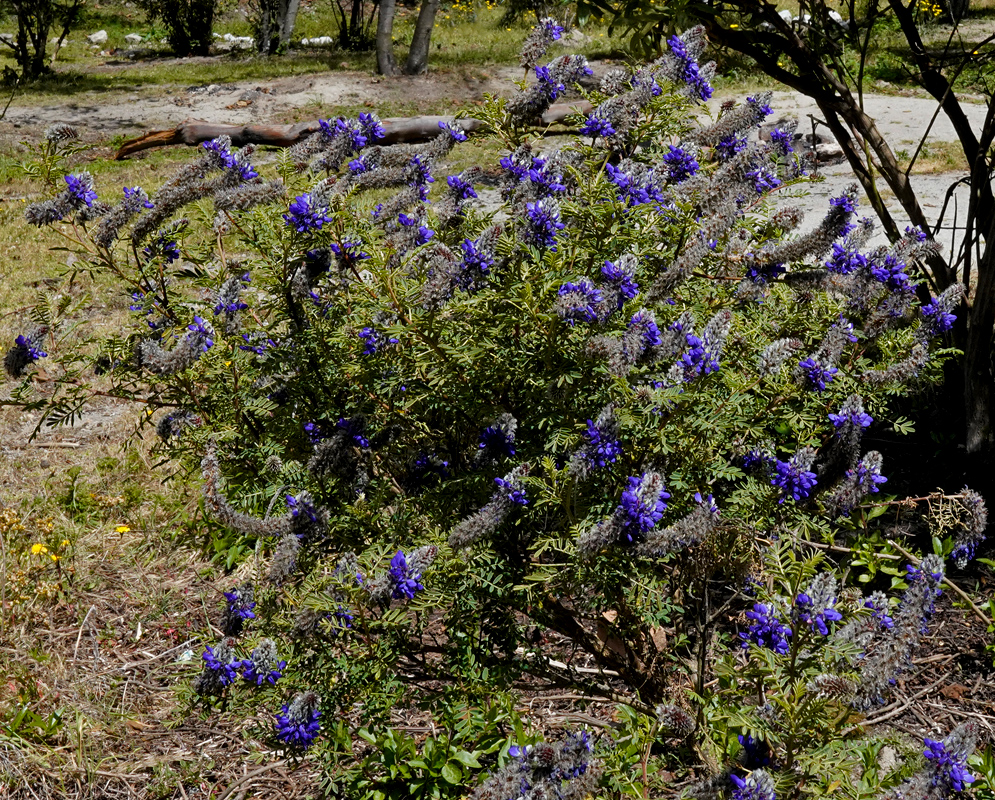 A dense flowering shrub of Dalea coerulea displaying numerous fuzzy grayish inflorescences tipped with vivid purple-blue flowers in a dry, open grassland area