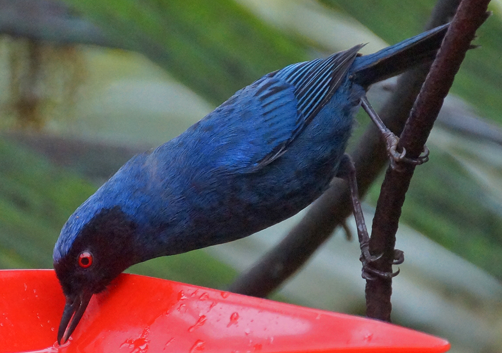 A dark blue Diglossa cyanea with a black mask and a red iris at a bird feeder