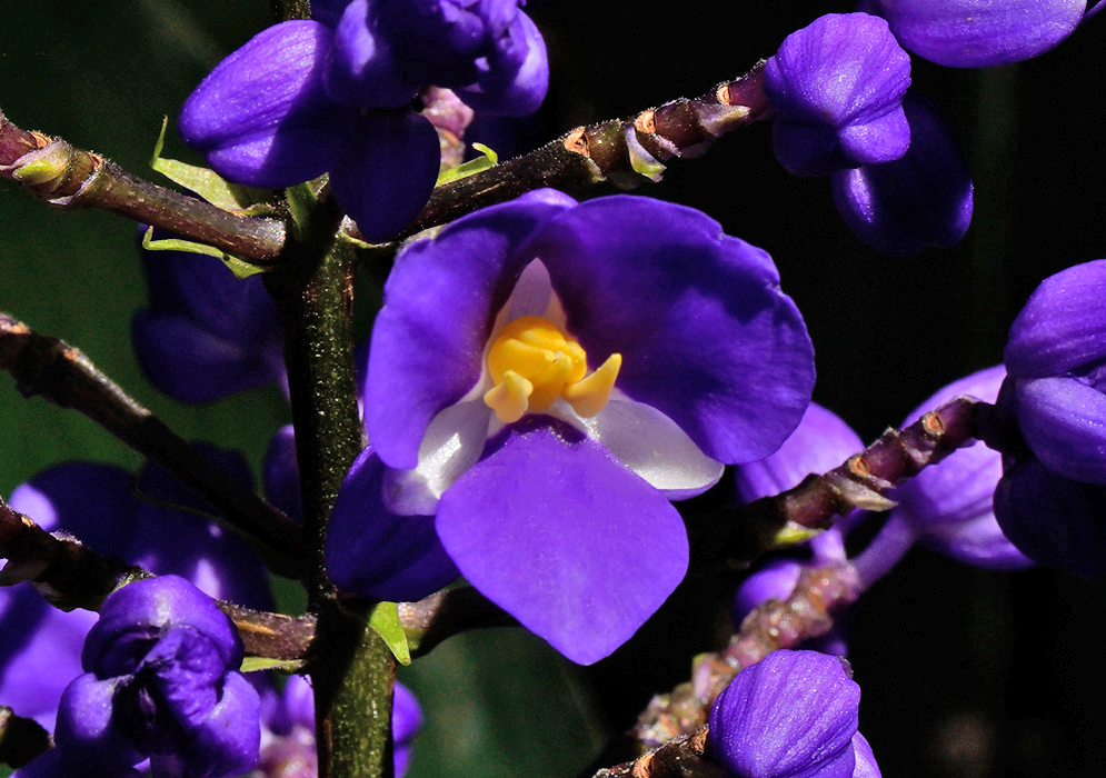 A close-up of a single blue Dichorisandra thyrsiflora flower showing its yellow center and violet petals
