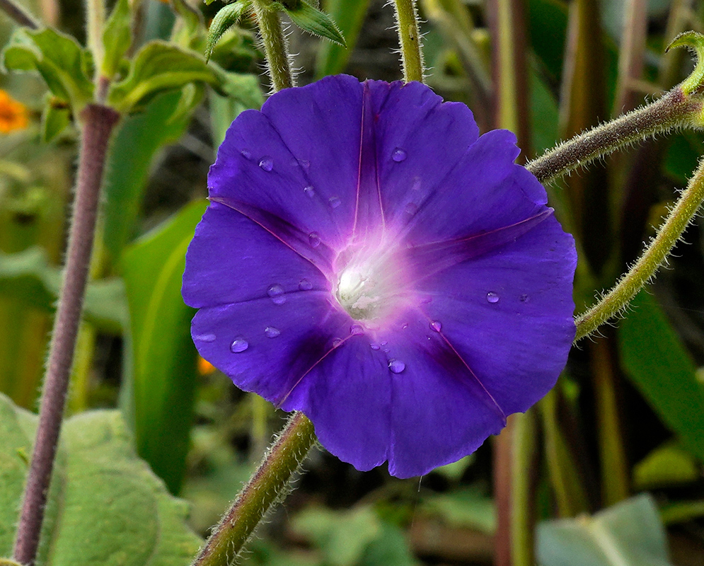 Blue Flower of Ipomoea purpurea A single deep violet-blue Ipomoea purpurea flower with dew droplets and a glowing white center, set among fuzzy stems and garden greenery