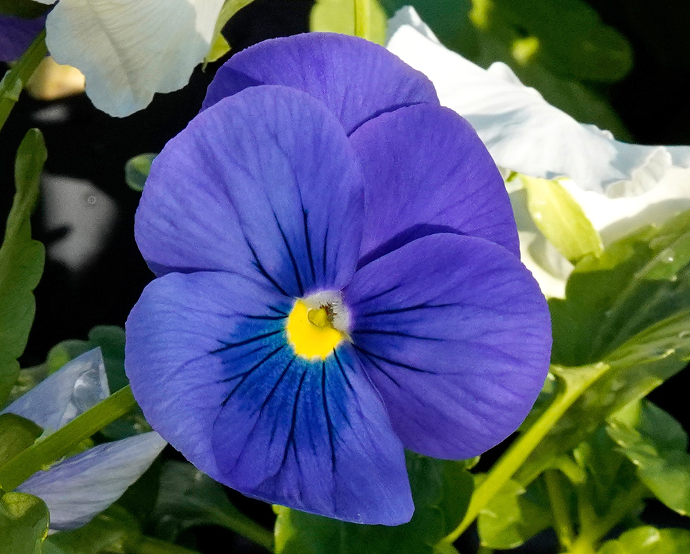 A vivid blue Viola tricolor flower with a yellow center and dark lines radiating from the throat, surrounded by light green foliage