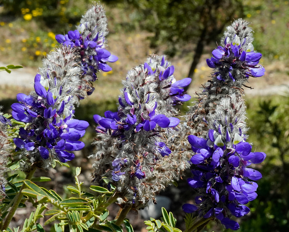 Close-up of Dalea coerulea flower showing deep violet petals, a pale white and yellow center, and fine gray hairs covering the flower head