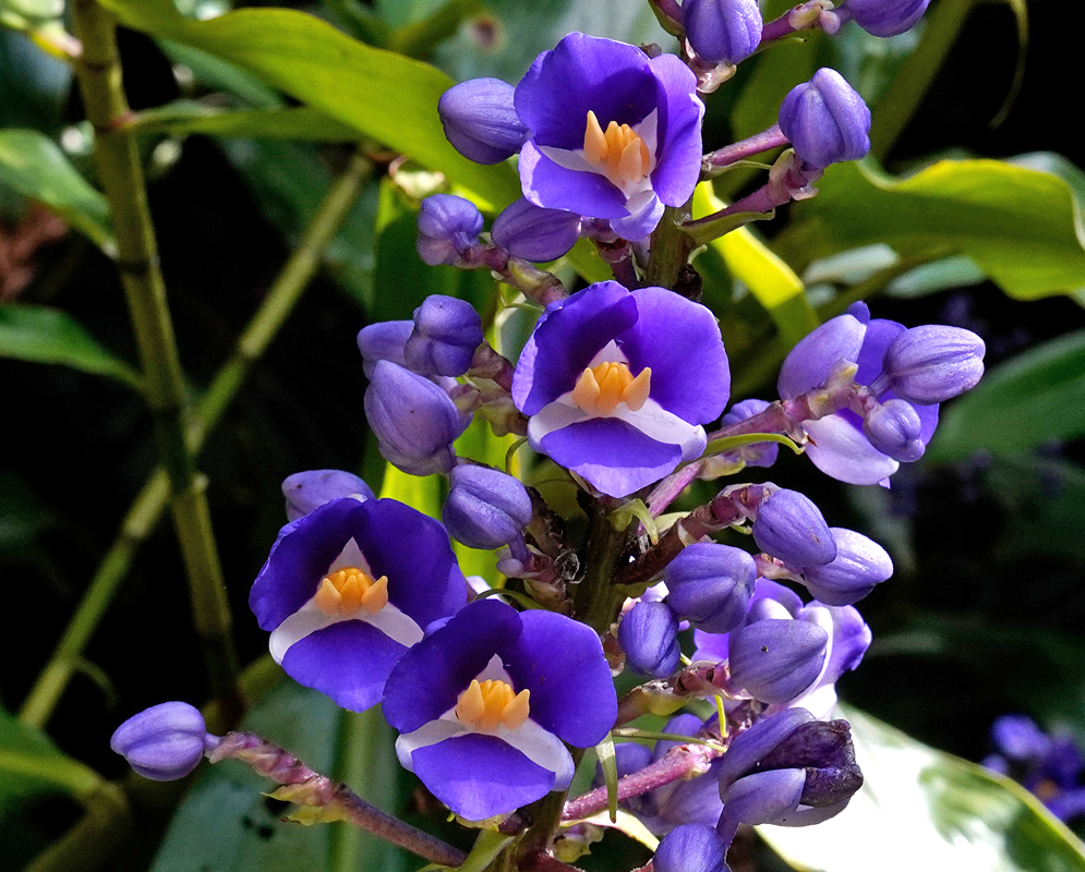 Several blue Dichorisandra thyrsiflora flowers in full bloom with yellow centers, set among buds and green leaves
