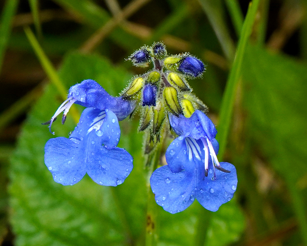 Pair of delicate blue Salvia scutellarioides flowers with raindrops on the petals and developing yellow and violet buds above