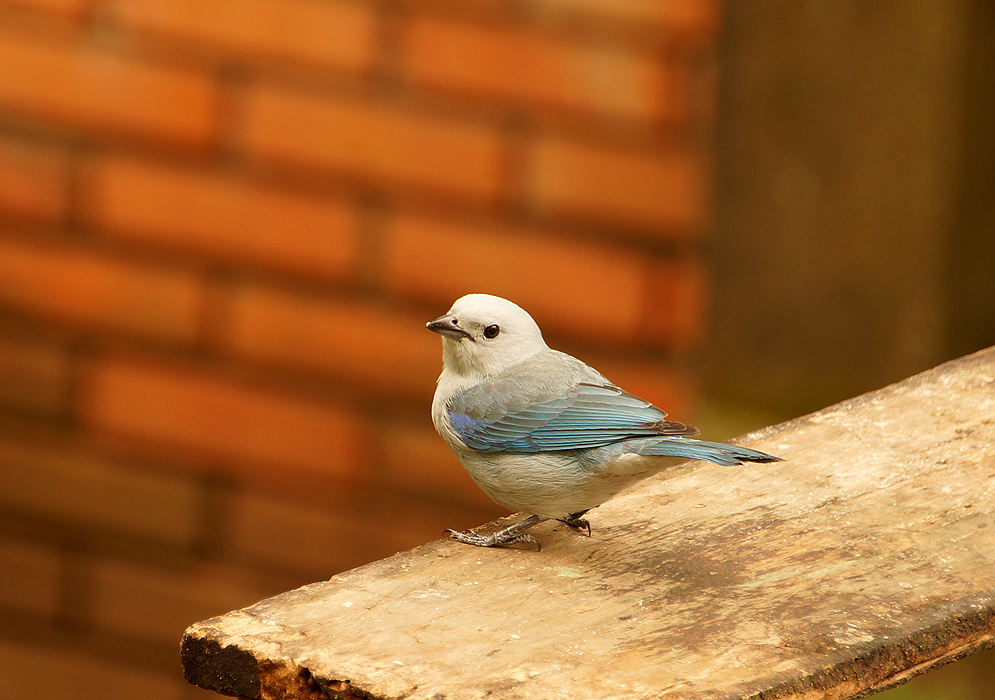 Blue-grey Tanager in a wood plank upclose