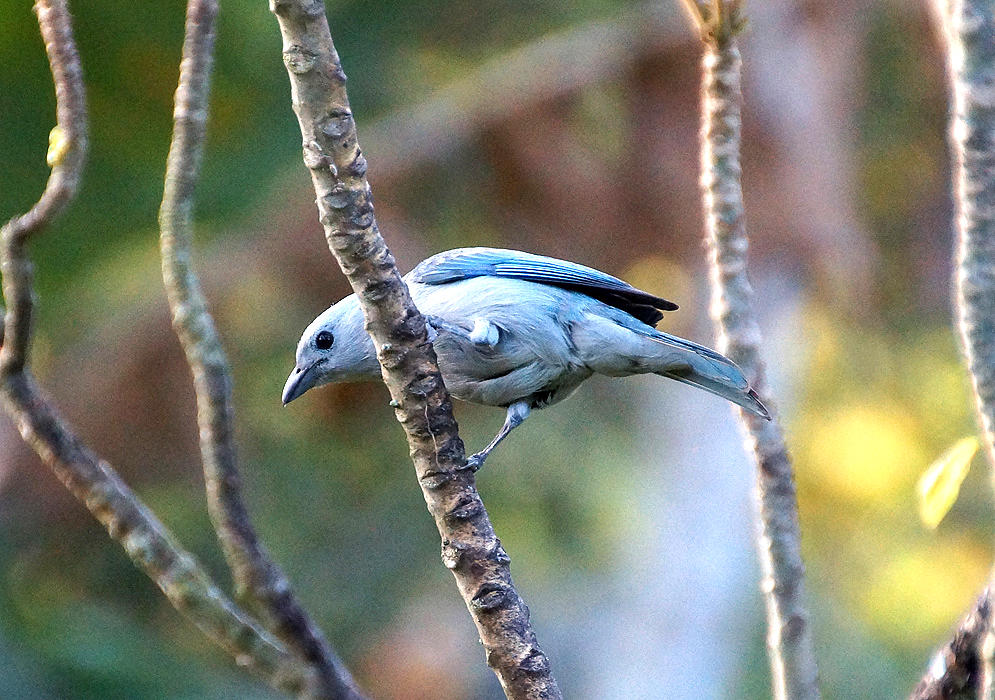 Blue-grey Tanager in a tree branch