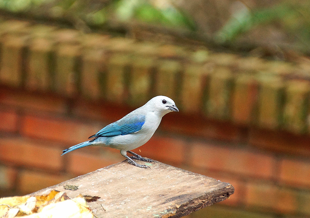 Blue-grey Tanager in a wood plank 