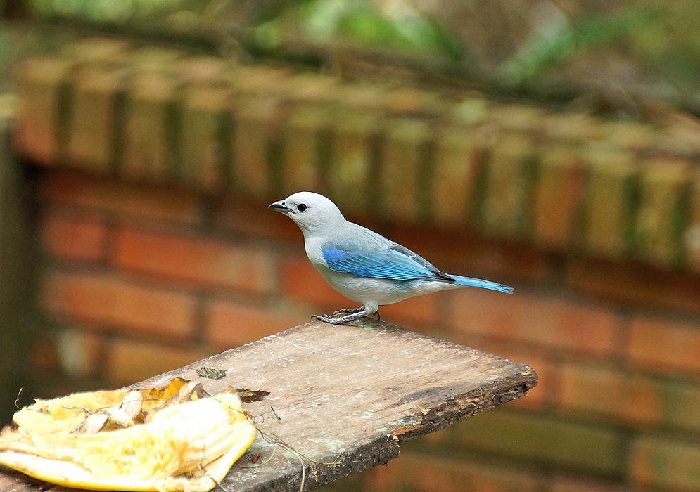 Blue-grey Tanager in a wood plank next to a banana