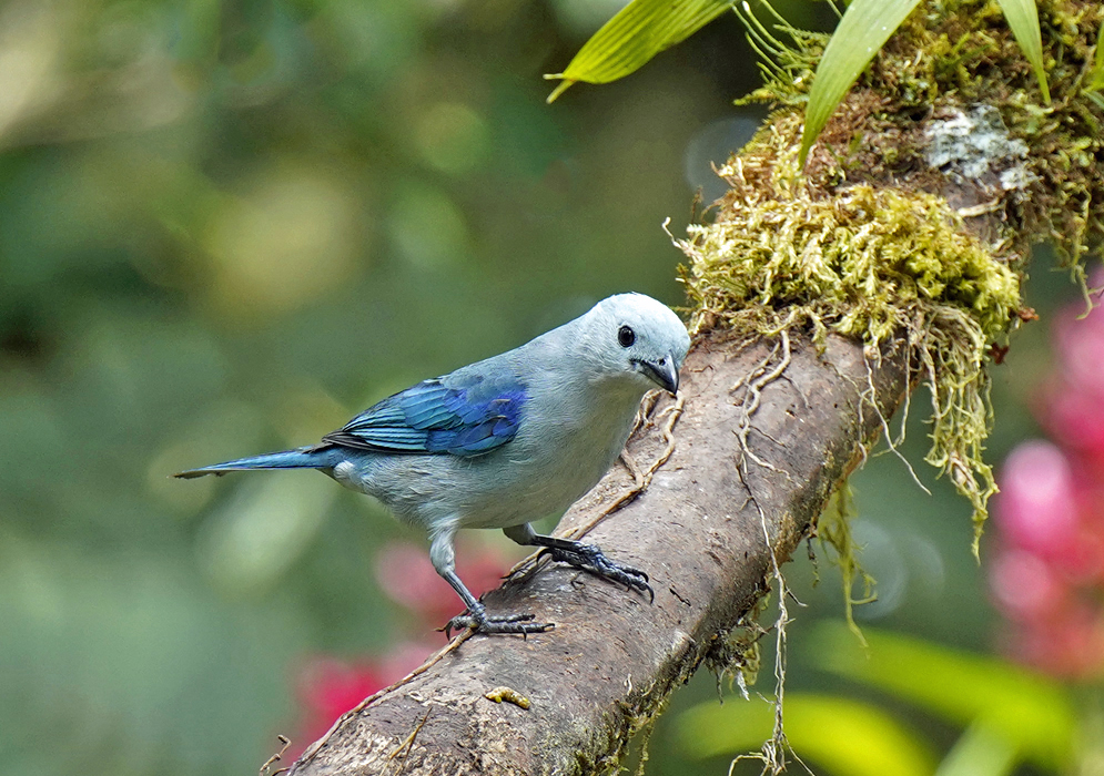 Blue-grey Tanager on a tree branch