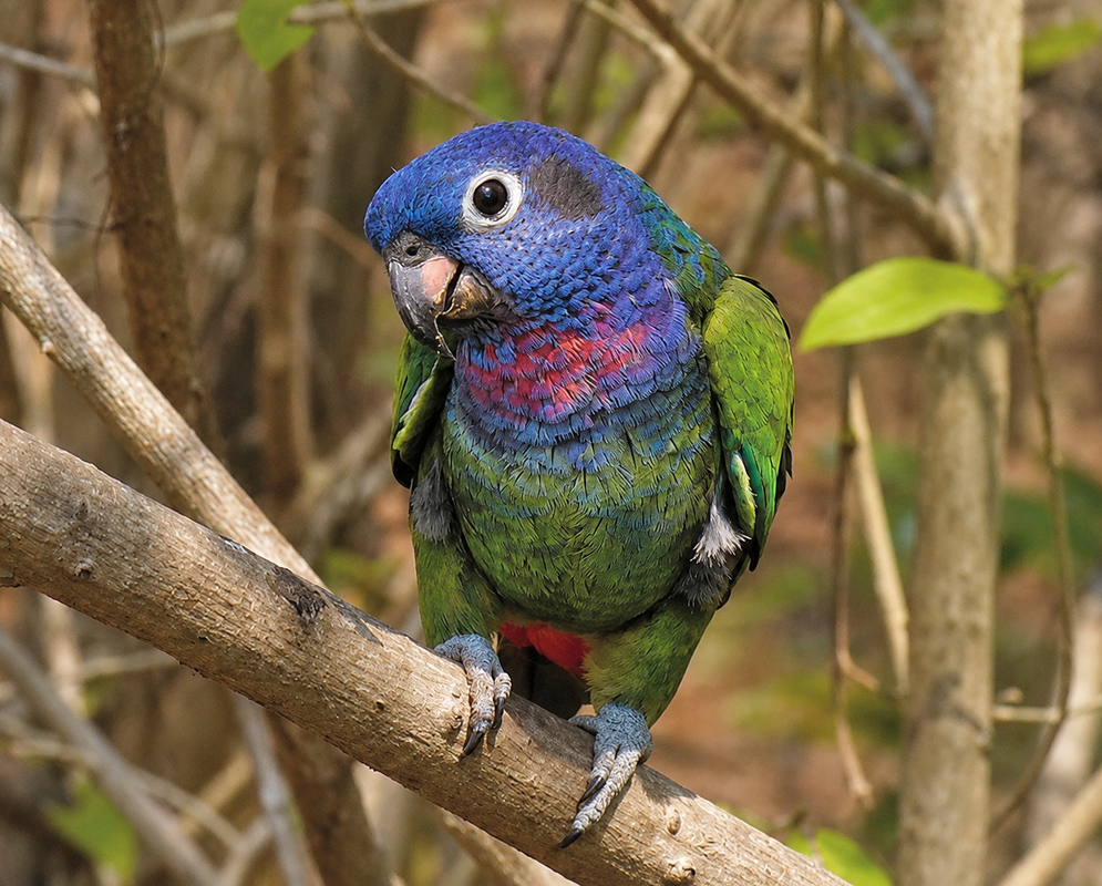 A Pionus menstruus shown in a full-body view with its plumage and body shape visible