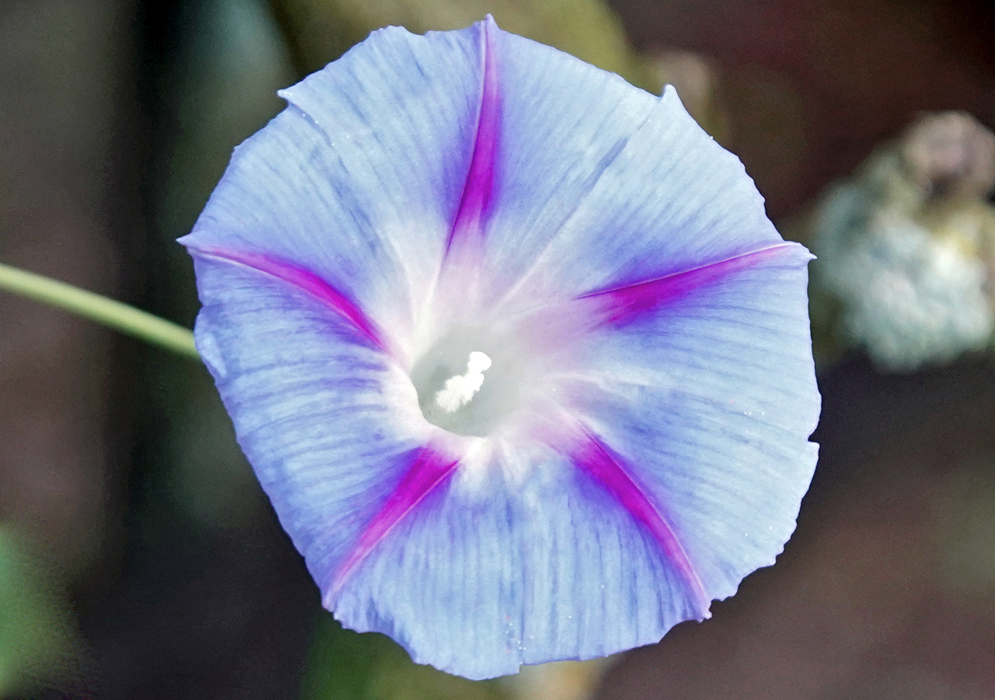 Blue Ipomoea purpurea flower with white stamen and throat and pink stripes