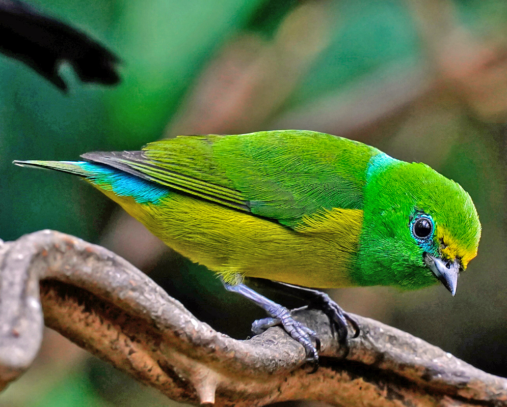 A bright colored Chlorophonia cyanea in colors of blue, green and yellow