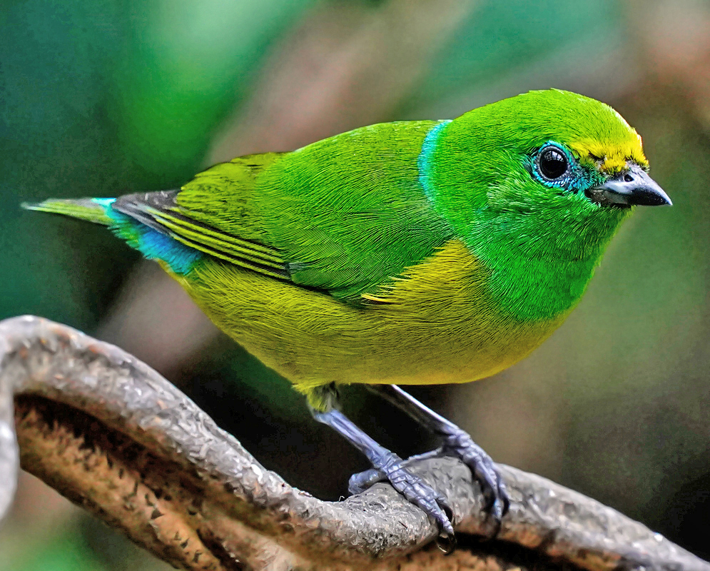 A bright colored Chlorophonia cyanea in colors of blue, green and yellow