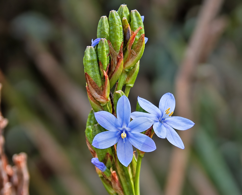 Orthrosanthus chimboracensis blue blooms with yellow anthers
