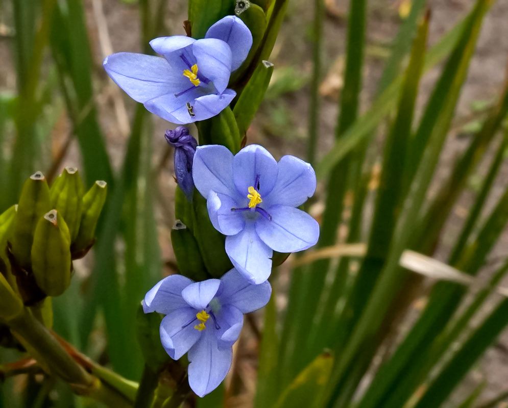 Orthrosanthus chimboracensis blue flowers with yellow anthers