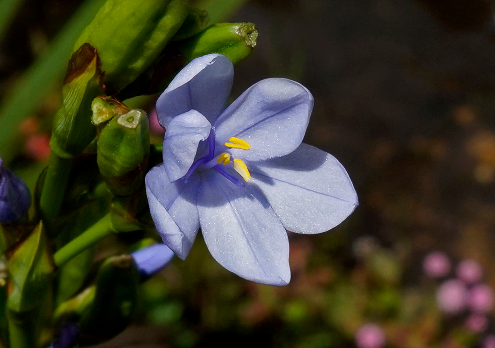 Orthrosanthus chimboracensis blue flowers