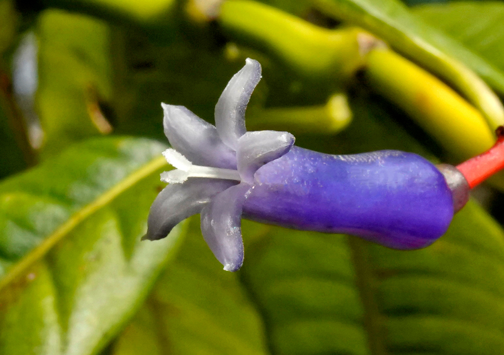 Palicourea amethystina lineata flower with light blue petals and a white pistil