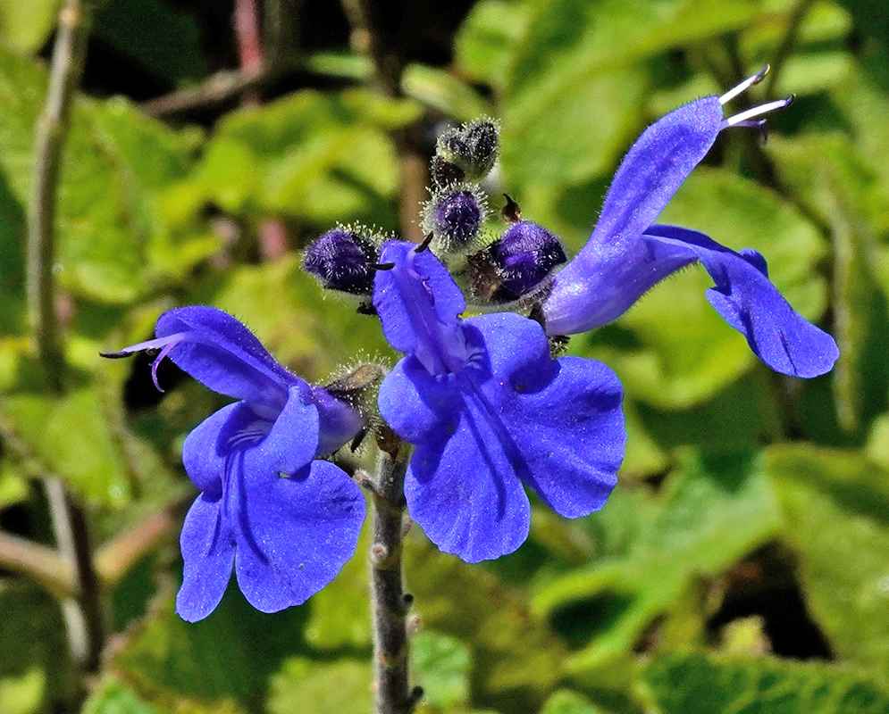 Two vibrant blue Salvia scutellarioides flowers in bloom with fuzzy stems and emerging purple buds surrounded by green leaves