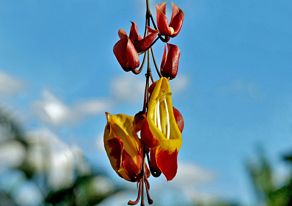 Hanging Thunbergia mysorensis inflorescence with red and yellow flowers