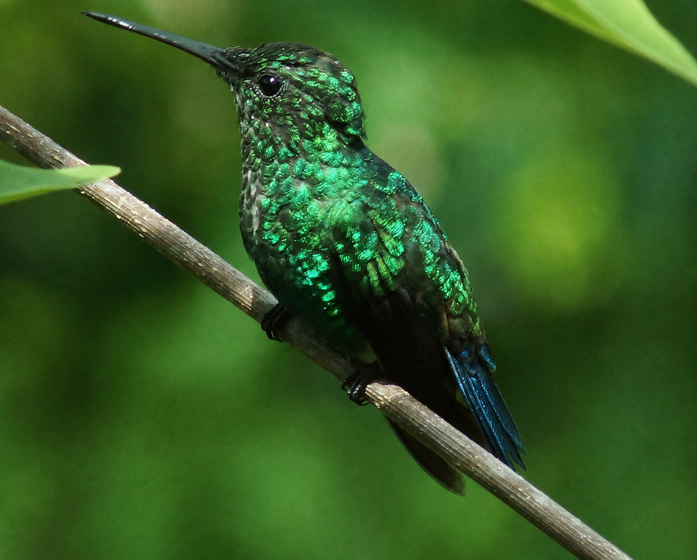 A green iridescent Chlorostilbon mellisugus with blue tail feathers on a branch
