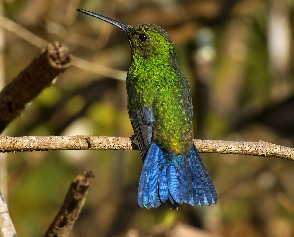 A Chlorostilbon mellisugus viewed from behind with its back, folded wings, and tail visible