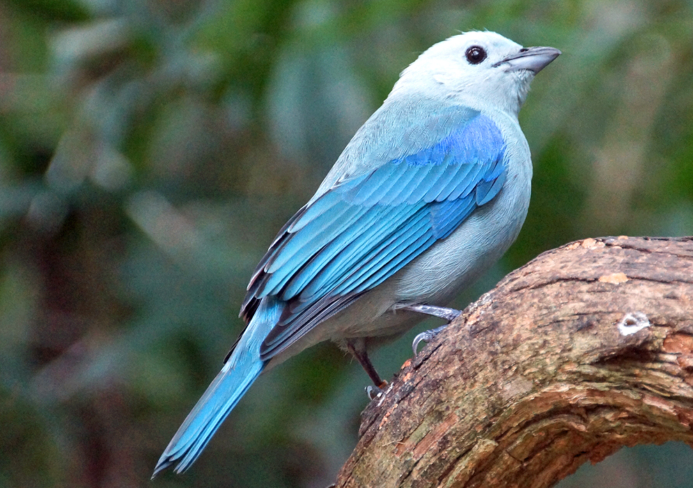 Different shades of blue on a Thraupis episcopus