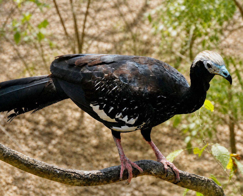 A Pipile cumanensis shown in a full-body view with its plumage and body shape visible