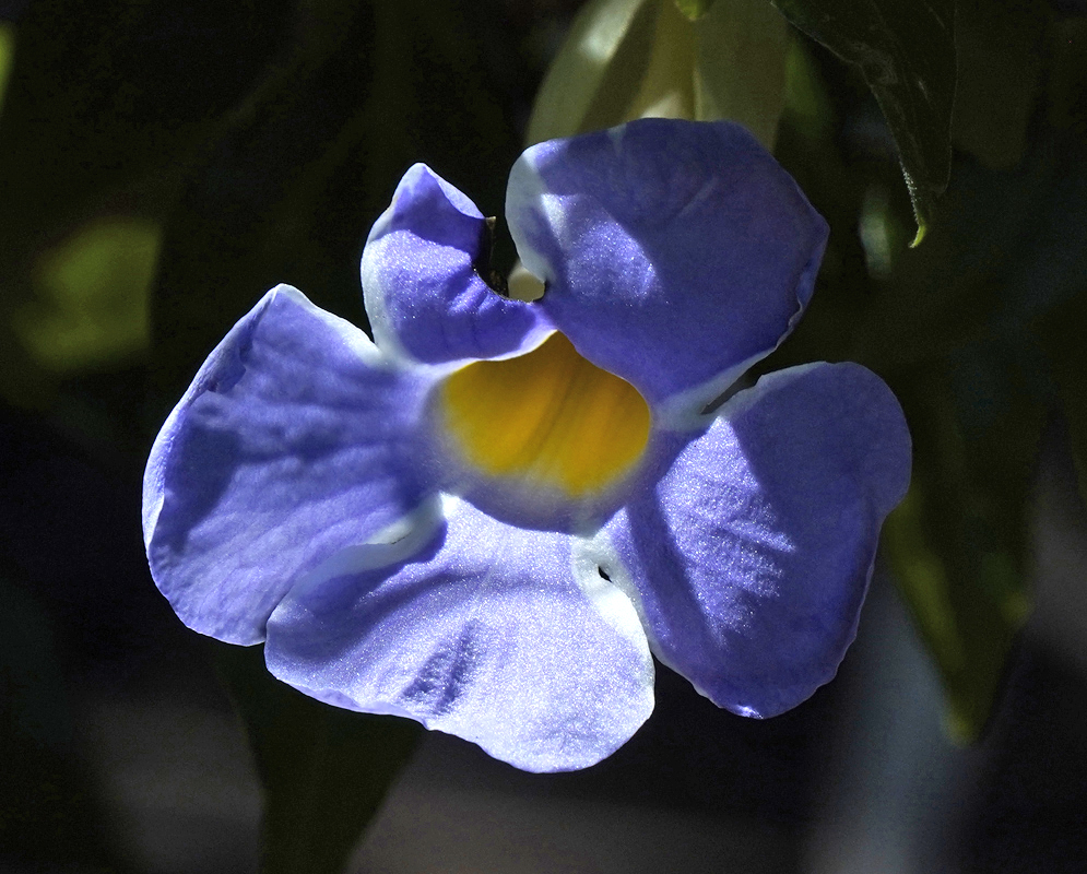 Blue Thunbergia erecta flower