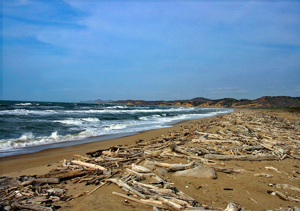 Beach with driftwood piled on the beach
