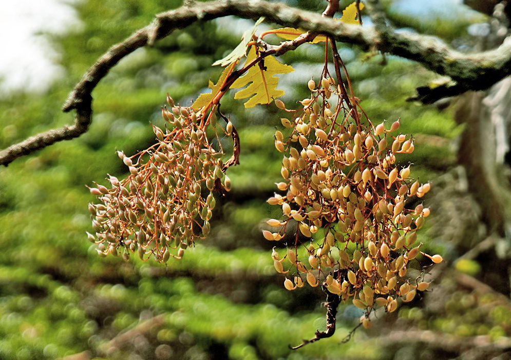 Two clusters of small yellowish Bocconia frutescens fruit hanging from a tree