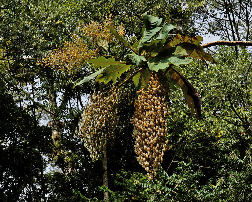 Large pendant inflorescences of Bocconia frutescens with numerous seed capsules hanging from thick branches surrounded by broad tropical leaves