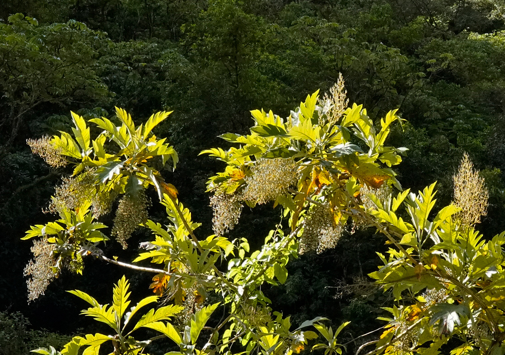 A tall Bocconia frutescens tree with clusters of dangling inflorescences hanging from leafy green branches, illuminated by sunlight against a dense forest backdrop