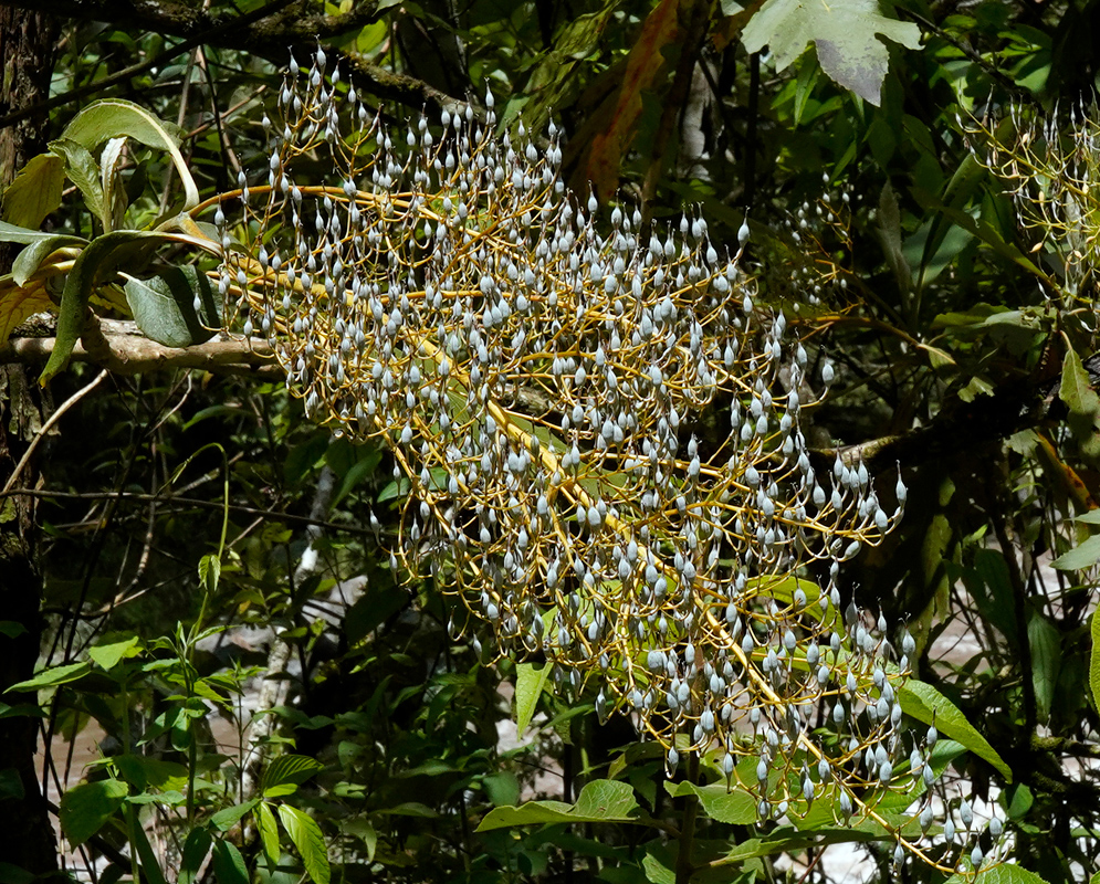 A close-up of a Bocconia frutescens branch showing dozens of greenish-blue, teardrop-shaped flower buds tightly packed on golden stems