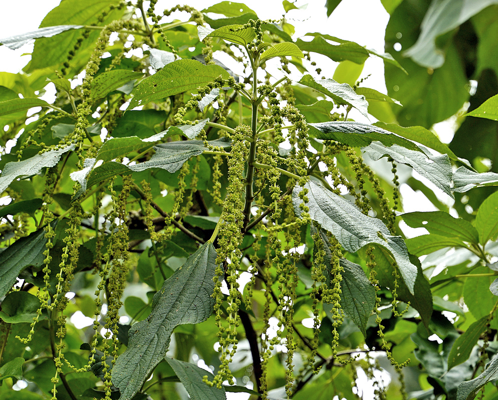 Hang green-yellow Boehmeria caudata infloresences