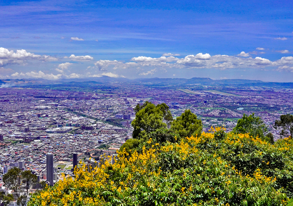 A tree with blooming yellow flowers in the foreground with Bogota below