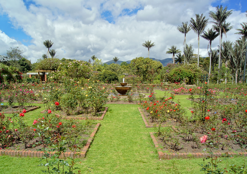 A water fountain in the middle of a sunny rose garden with palm tree in the background
