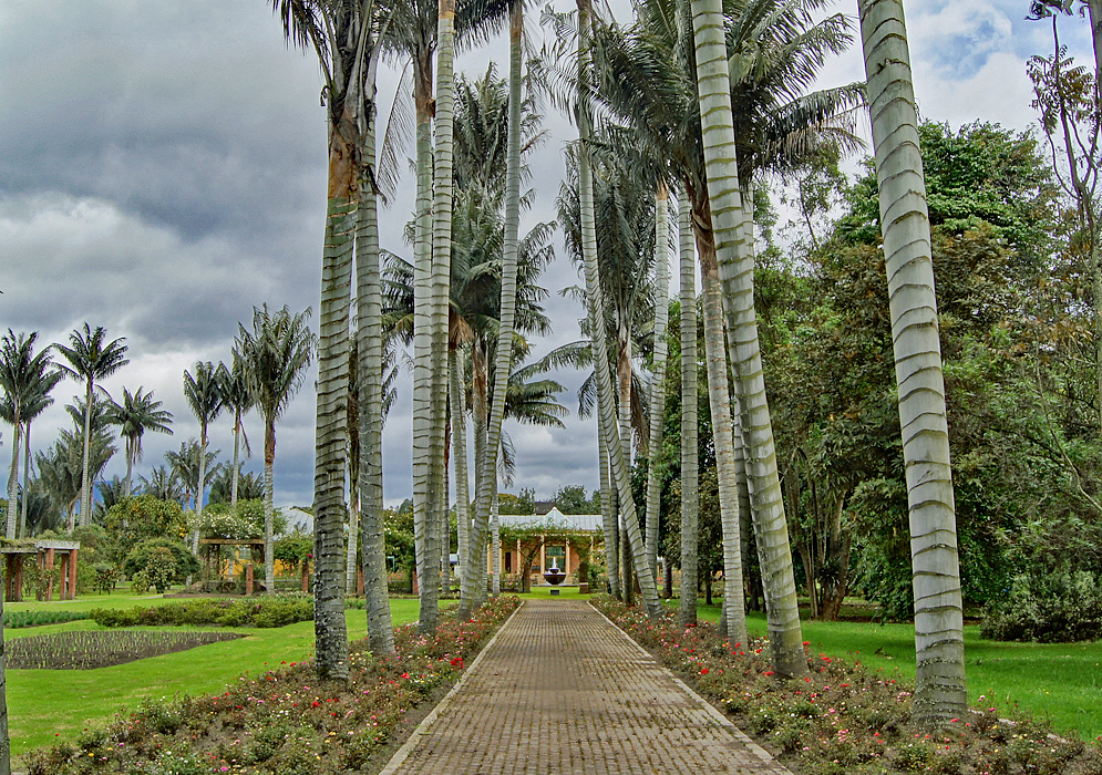 Palm trees and roses parallel a walkway that lead to a water fountain