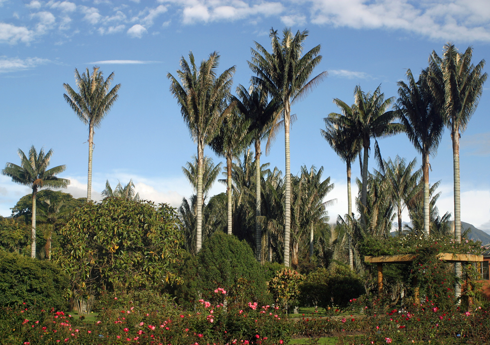 Tall palm trees in the background of a rose garden under blue skies
