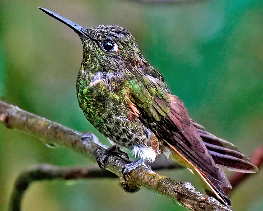 Buff-tailed Coronet Displaying Brownish Wings Close-up of a Buff-tailed Coronet hummingbird with raised feathers and a short black bill perched on a mossy branch