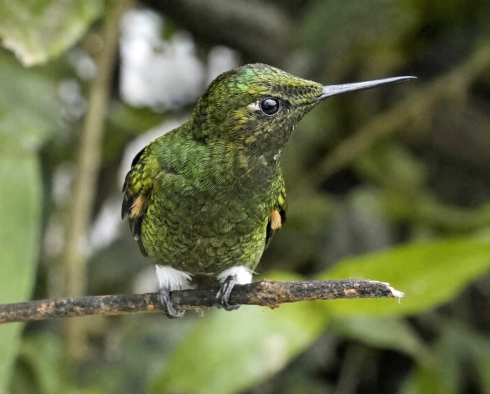 Boissonneaua flavescens Front View A Boissonneaua flavescens facing forward with its head, breast, and bill visible