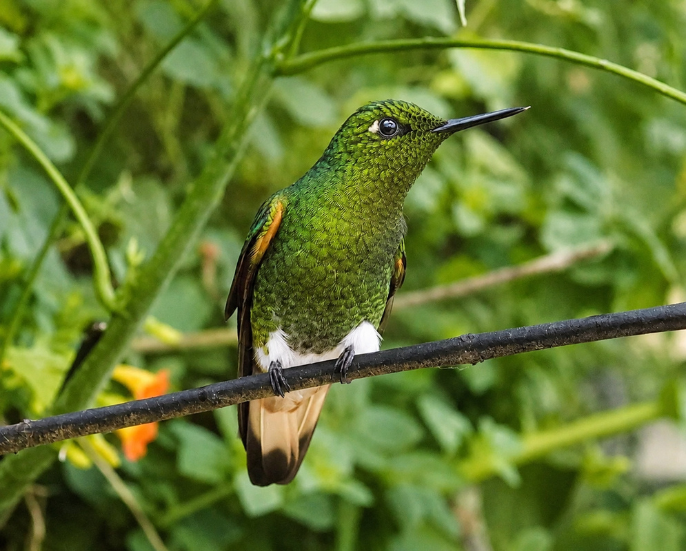 Boissonneaua flavescens Full Body A Boissonneaua flavescens shown in a full-body view with its plumage and body shape visible