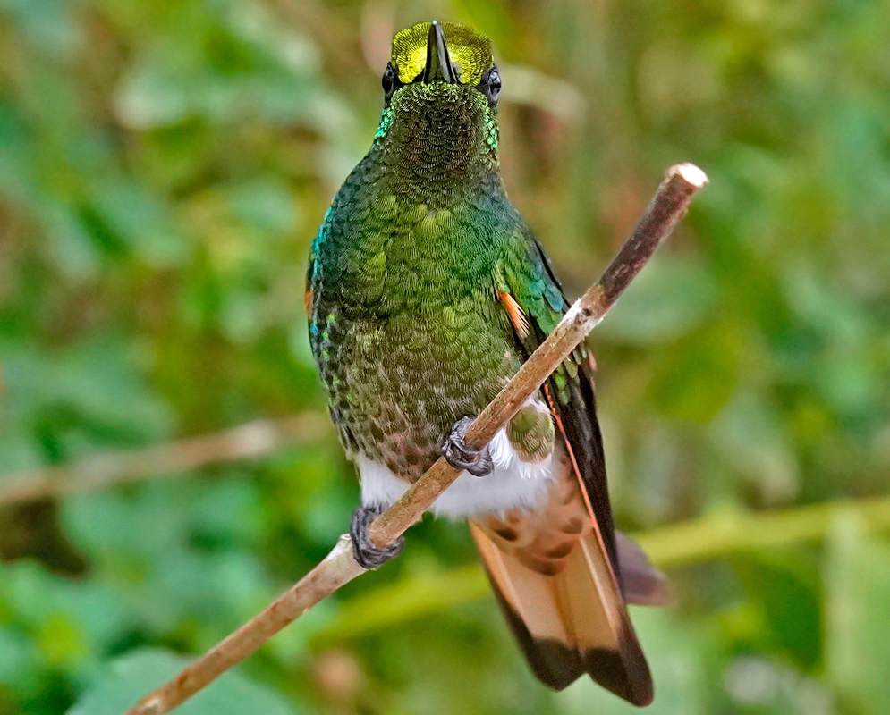 Buff-tailed Coronet Front View on Twig A Buff-tailed Coronet viewed from the front showing metallic green chest, white undertail, and fanned tail feathers while gripping a thin twig