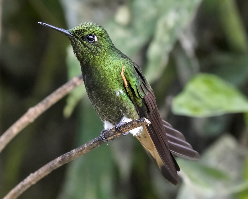 Boissonneaua flavescens Perched A Boissonneaua flavescens perched with its plumage and characteristic features visible