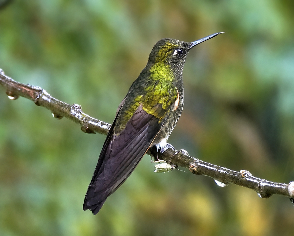 Boissonneaua flavescens Side View A Boissonneaua flavescens perched in profile with its side plumage and bill visible