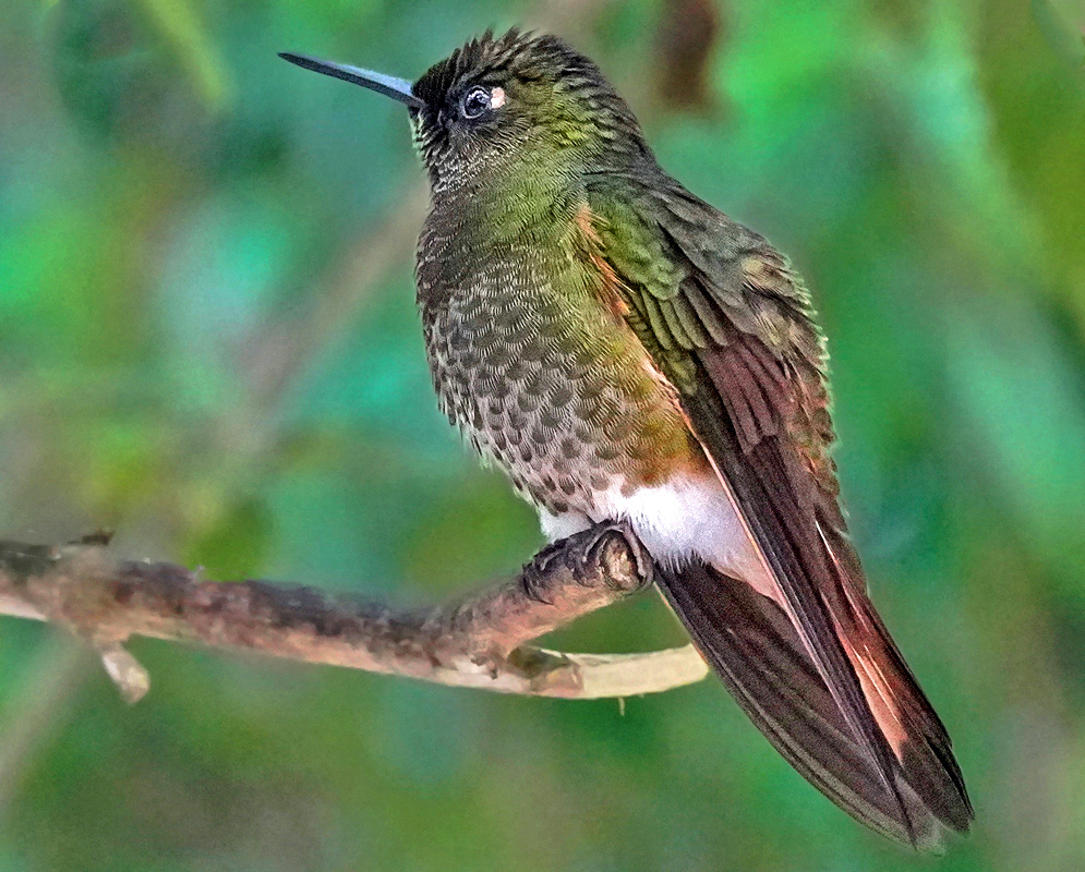 Buff-tailed Coronet Perched on Branch A Buff-tailed Coronet with iridescent green feathers and coppery tail resting on a bare branch in the forest canopy