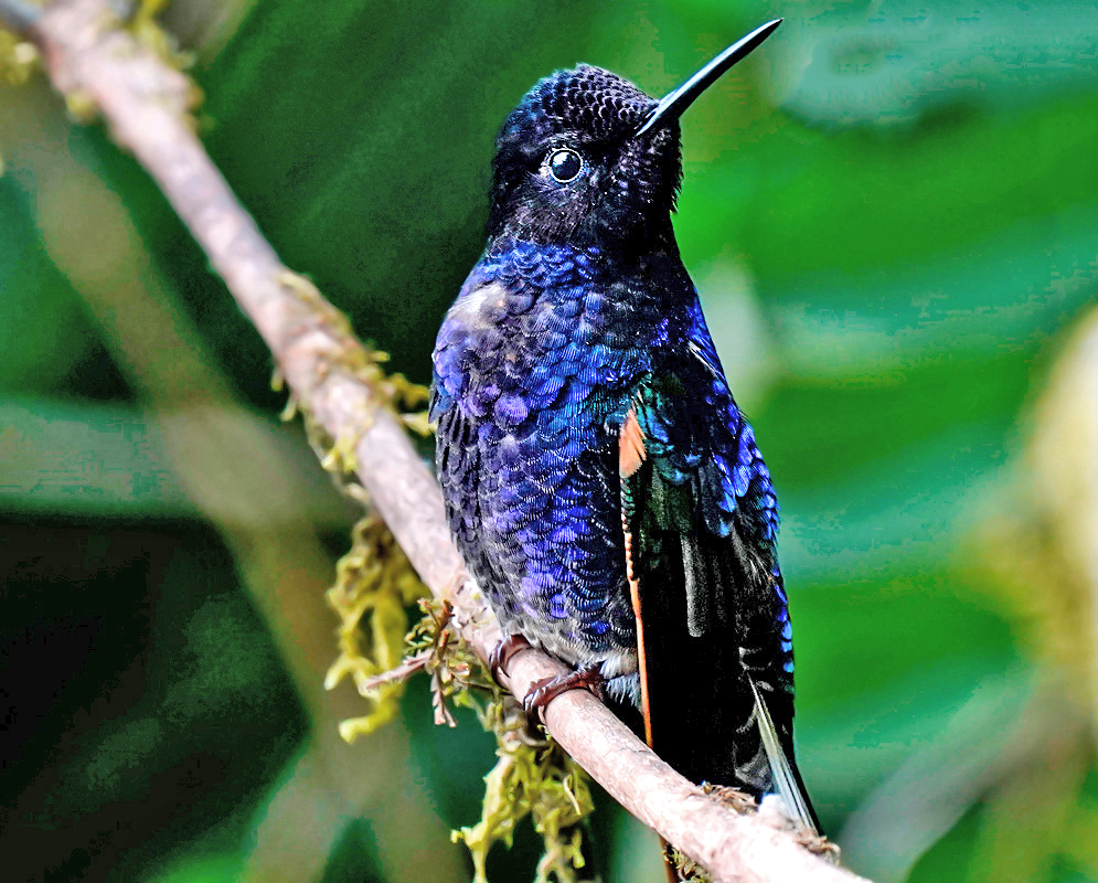 Velvet-purple Coronet Hummingbird Shimmering boissonneaua jardini perched with iridescent purple and blue plumage and dark crest